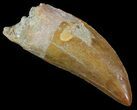 Serrated Carcharodontosaurus Tooth - Large Tooth #52470-1